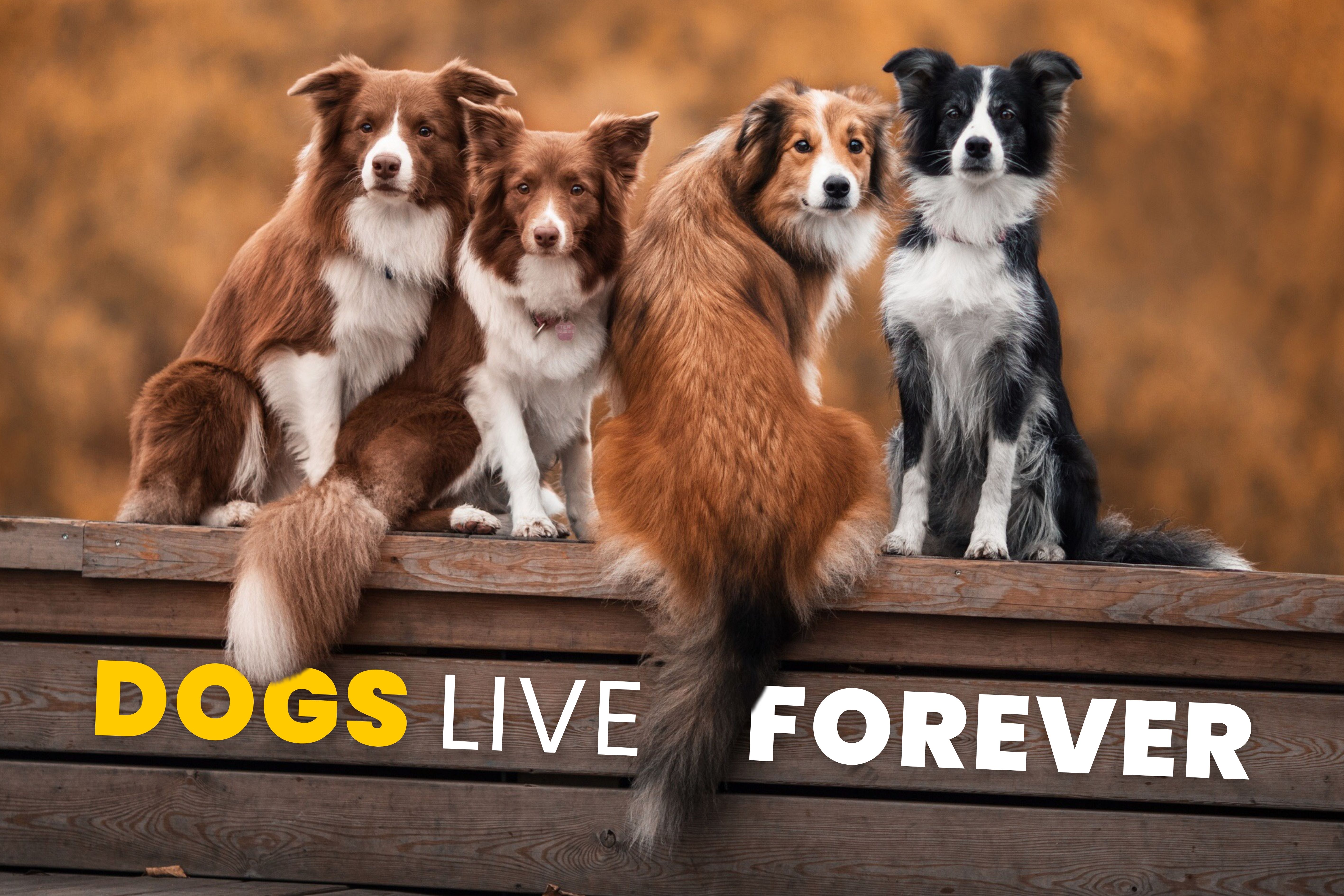 The Longevity Letter #4: 3 breakthroughs that could reverse aging by 2030