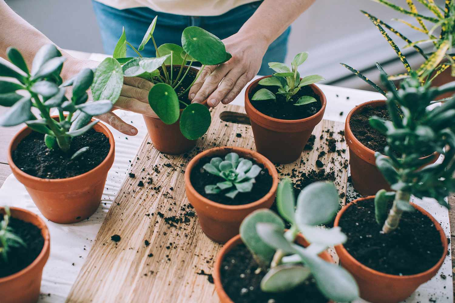 collection of house plants in terra cotta pots on a small potting bench
