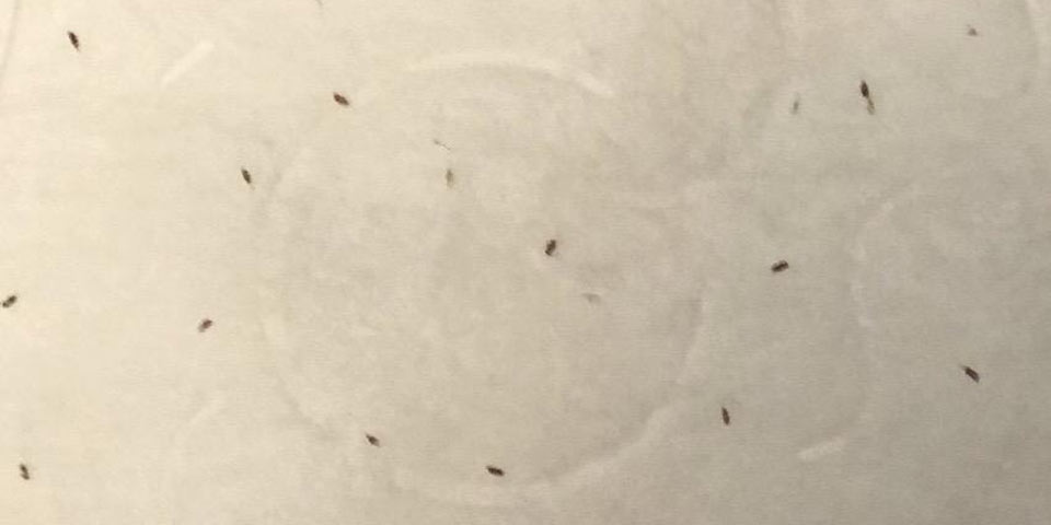 get lice contagious egg bug louse nit