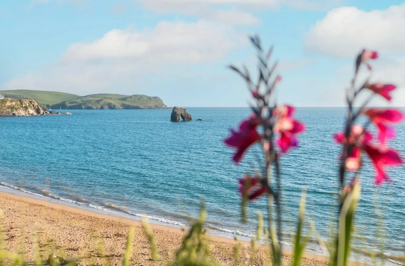A sandy South Devon beach near Thurlestone with flowers in the foreground