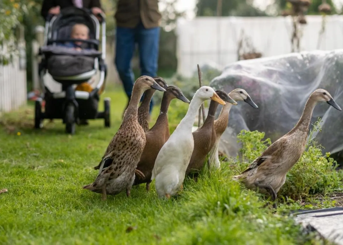 ducks-woolley-grange-hotel