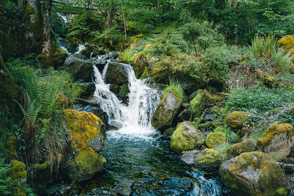 Ein Bach fließt über bemooste Steine in einem Waldstück.