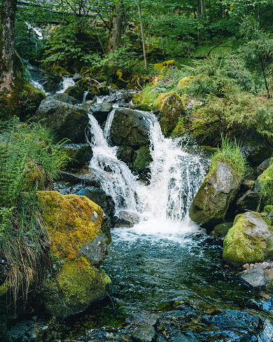 Ein Bach fließt über bemooste Steine in einem Waldstück.