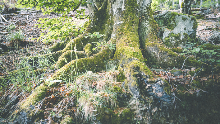 Die im Waldboden verankerten Wurzeln eines bemoosten Baumes.