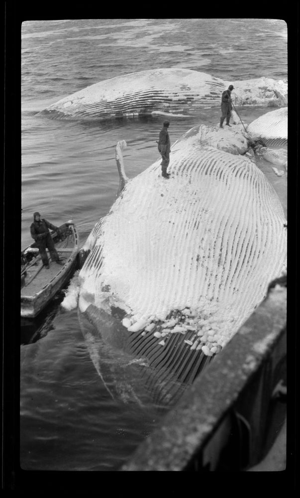 Whaling in the Ross Sea by Captain George Samuel Hooper; photographer; 1924; Southern Ocean Museum of New Zealand
