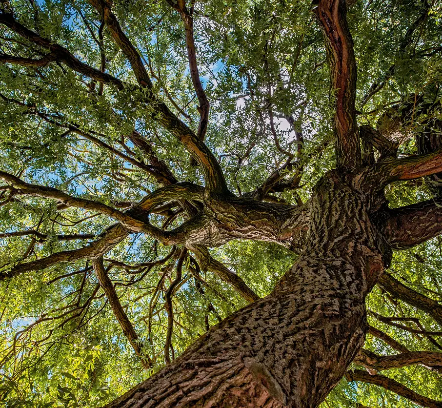 looking up through a tree
