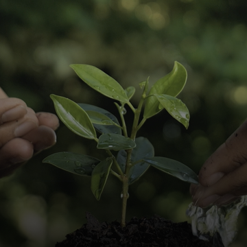 Two hands nurturing a small green plant growing in dark soil against a blurred natural background.