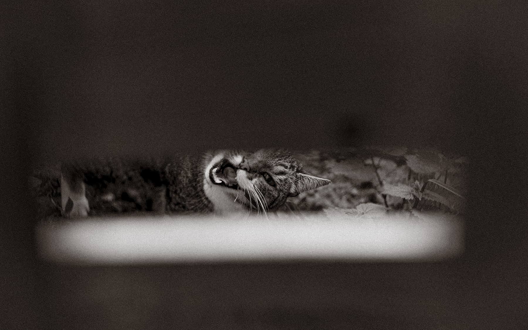 A jawning cat looking out through a hole in garden fence