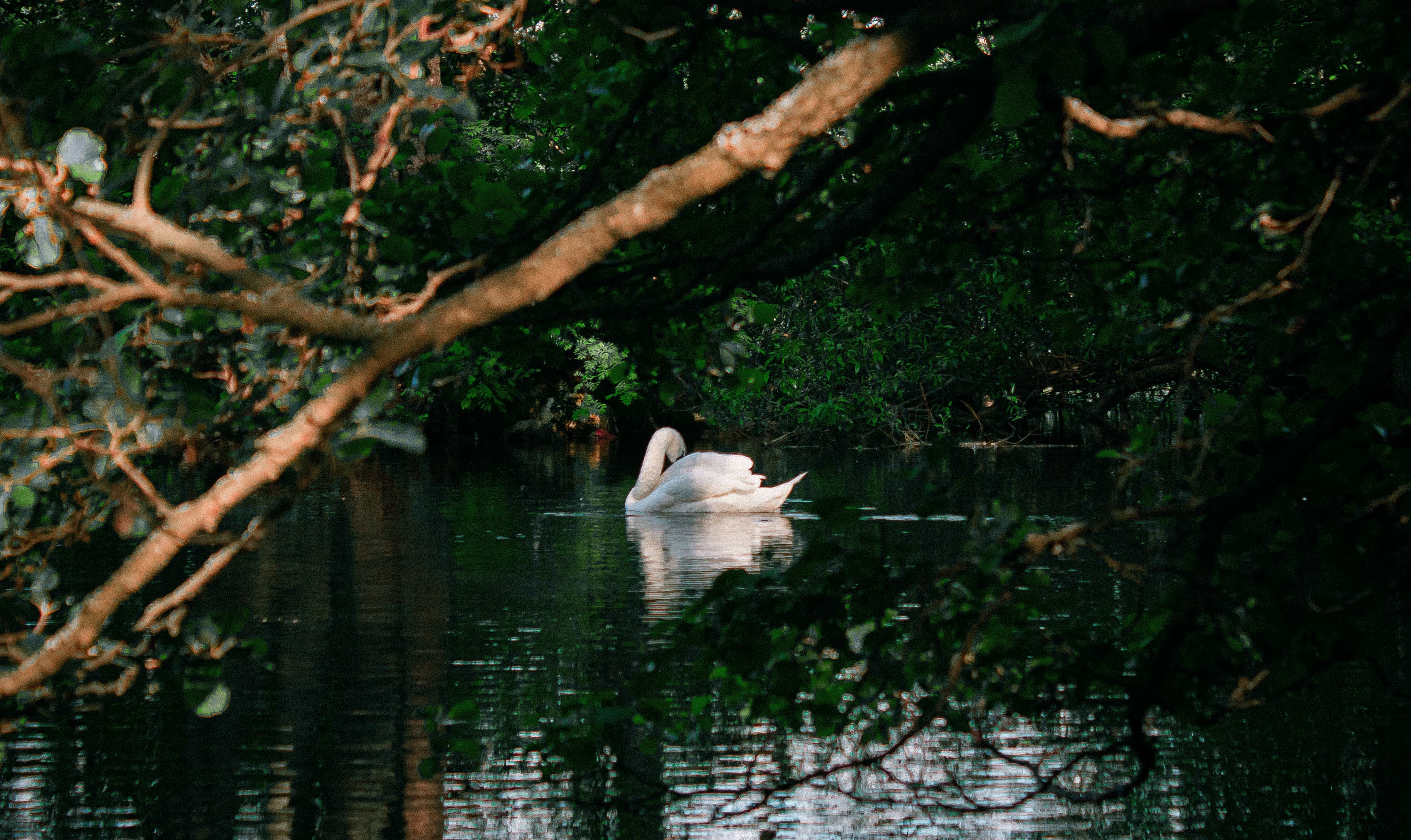 A shining white swan cleaning itself in the trees a pond