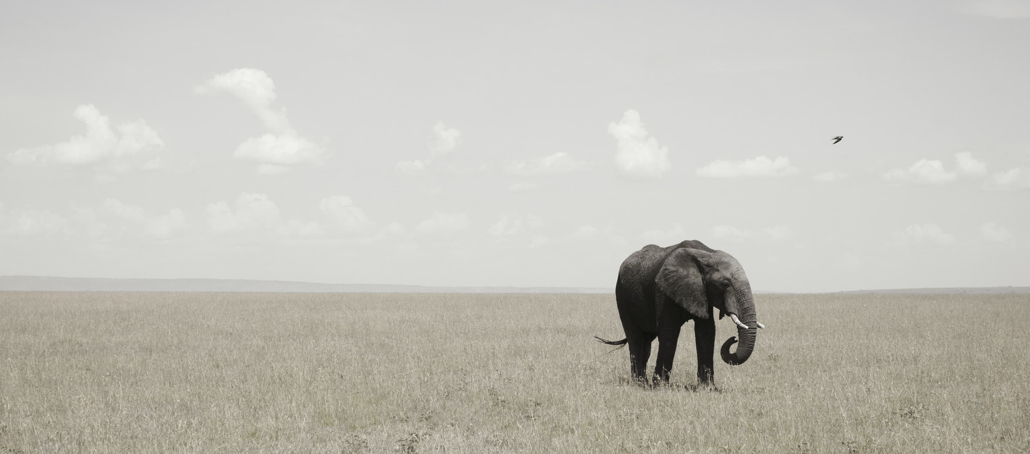 An elephant crossing the savanna, accompanied by a small bird