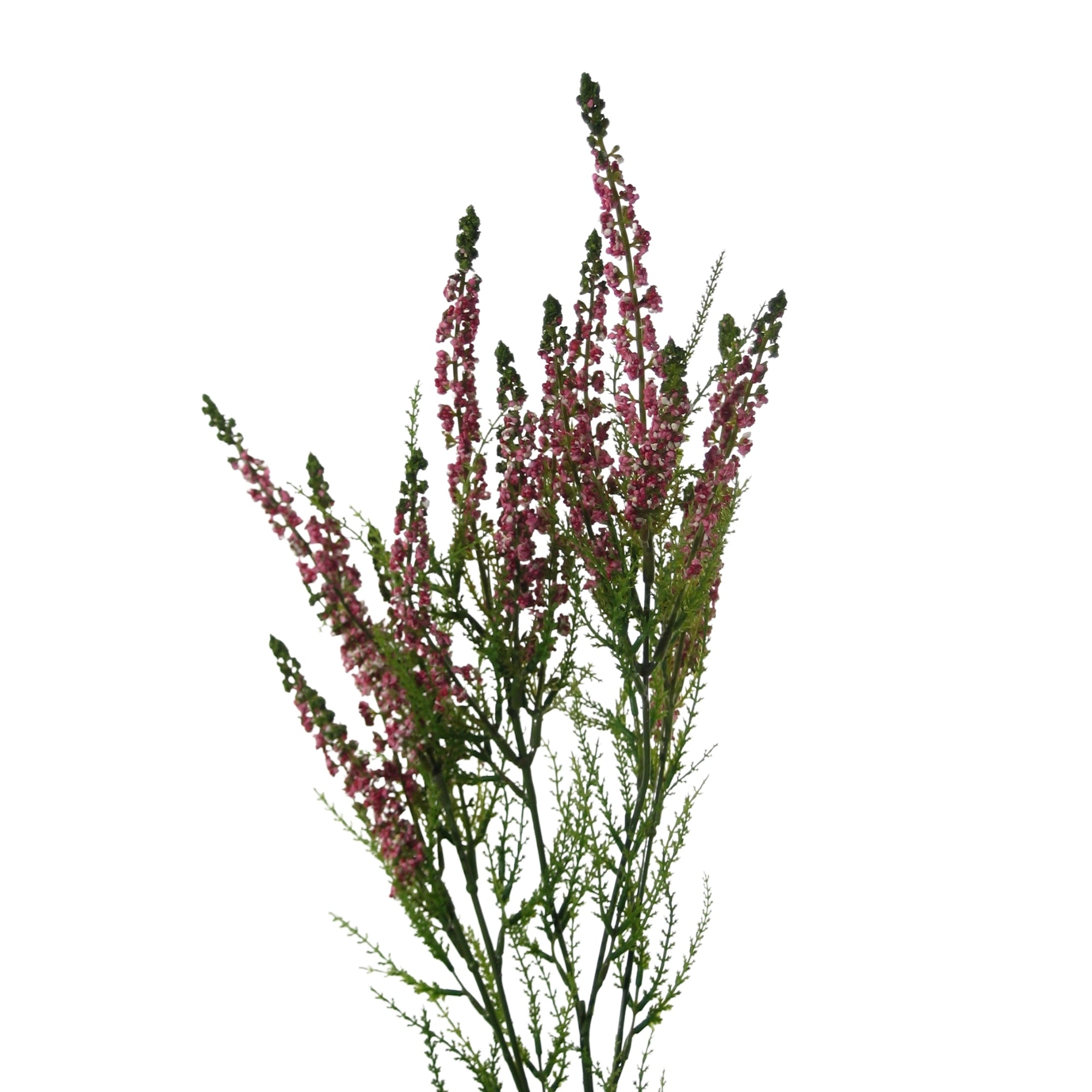 Branche de solidago fuchsia 80 cm aux tiges vertes et épis floraux rose vif