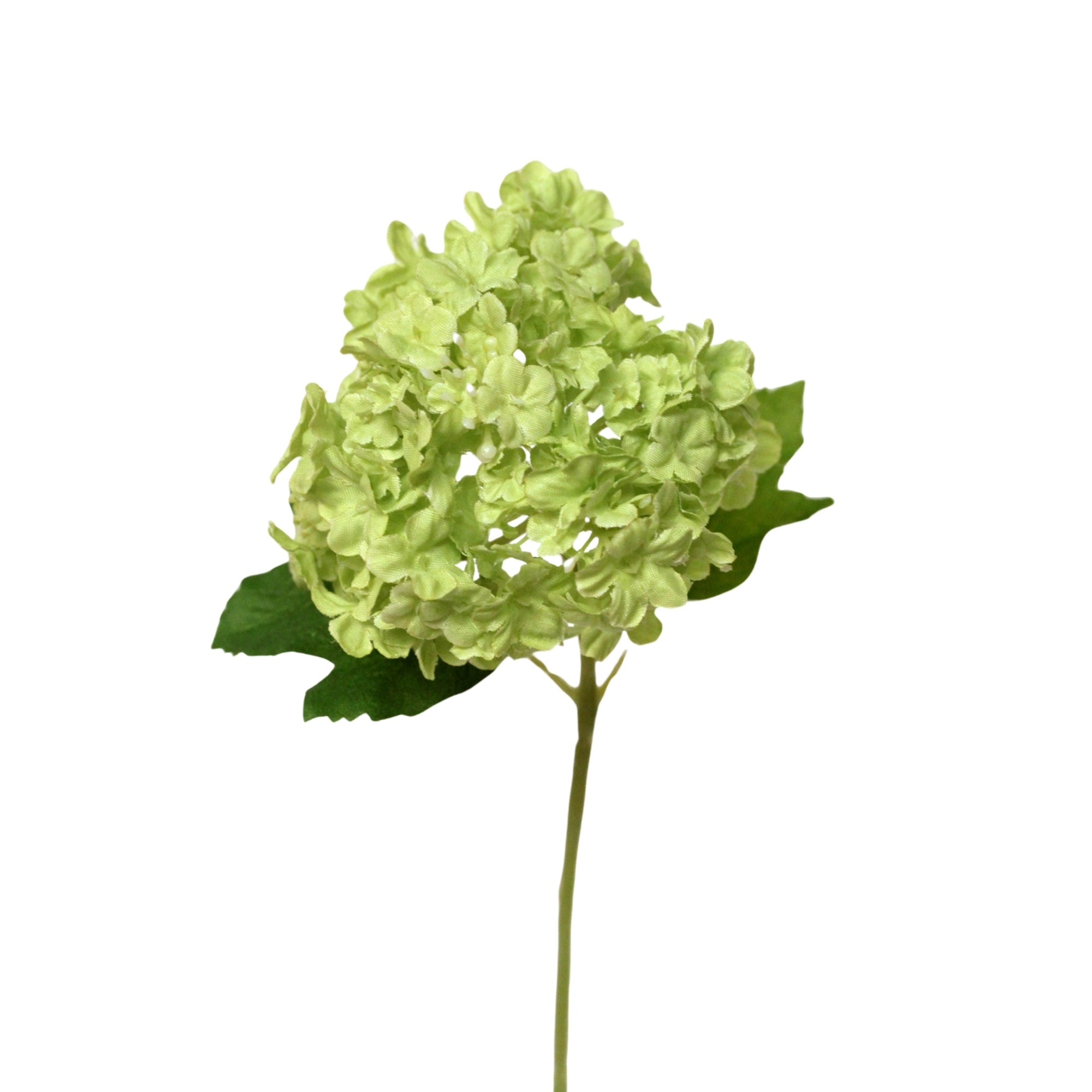 Hortensia vert à grande fleur sphérique et tige verte gainée