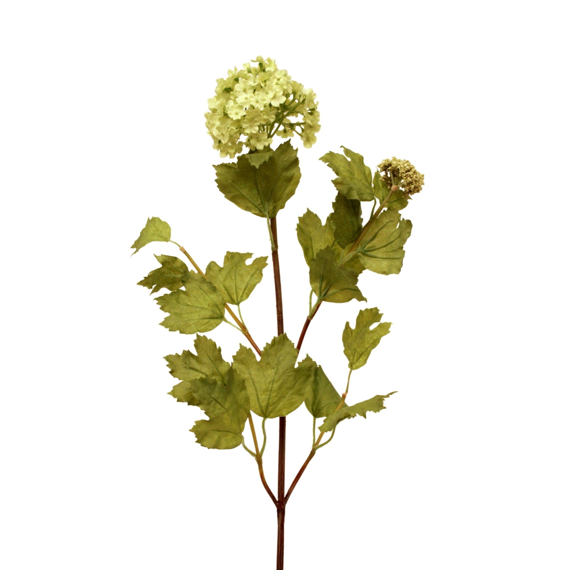 Branche de viburnum vert 80 cm avec grappes de fleurs vert tendre et feuilles lobées