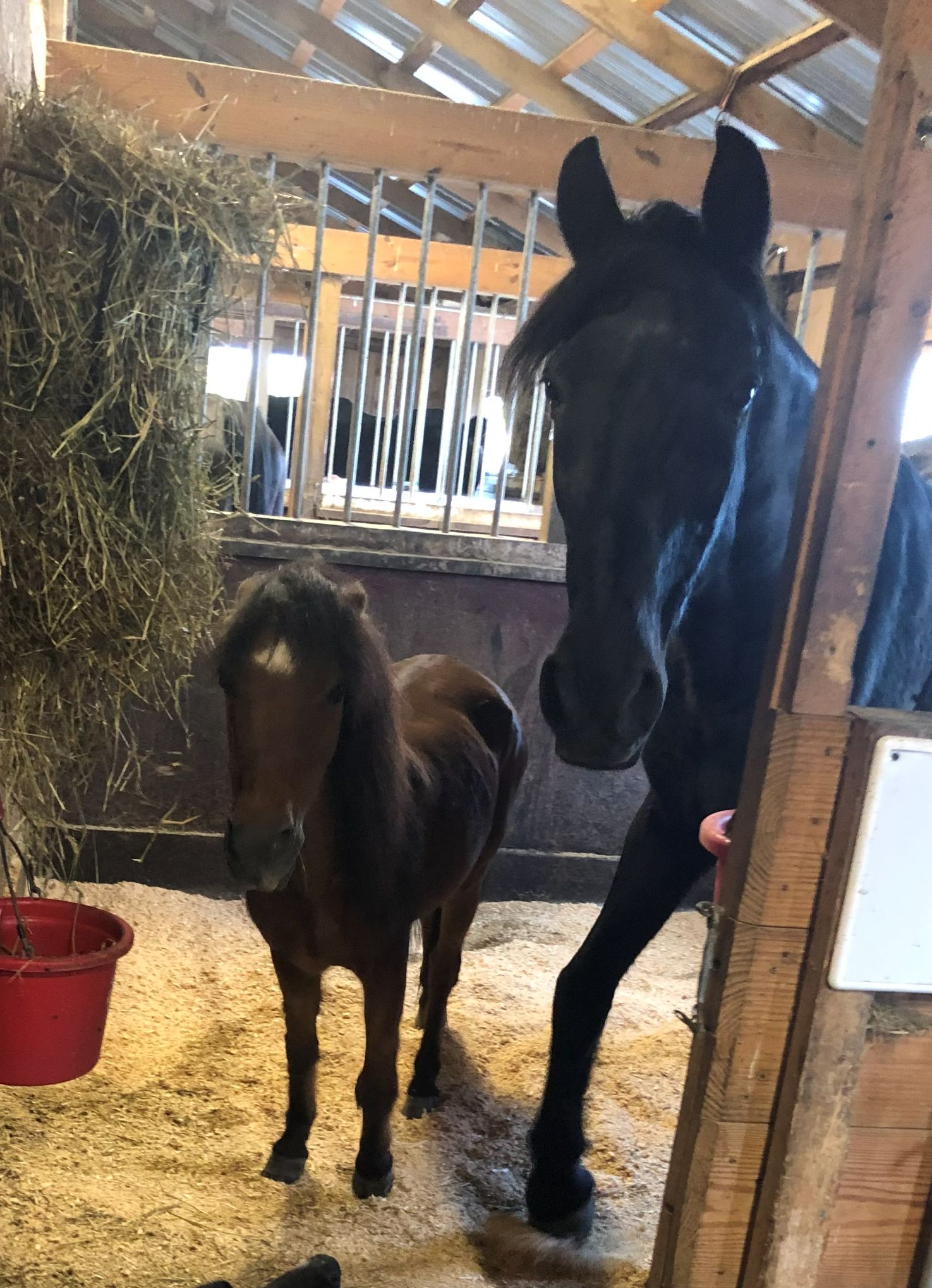 Stormy and his buddy Sammy — the Osborne family horses.