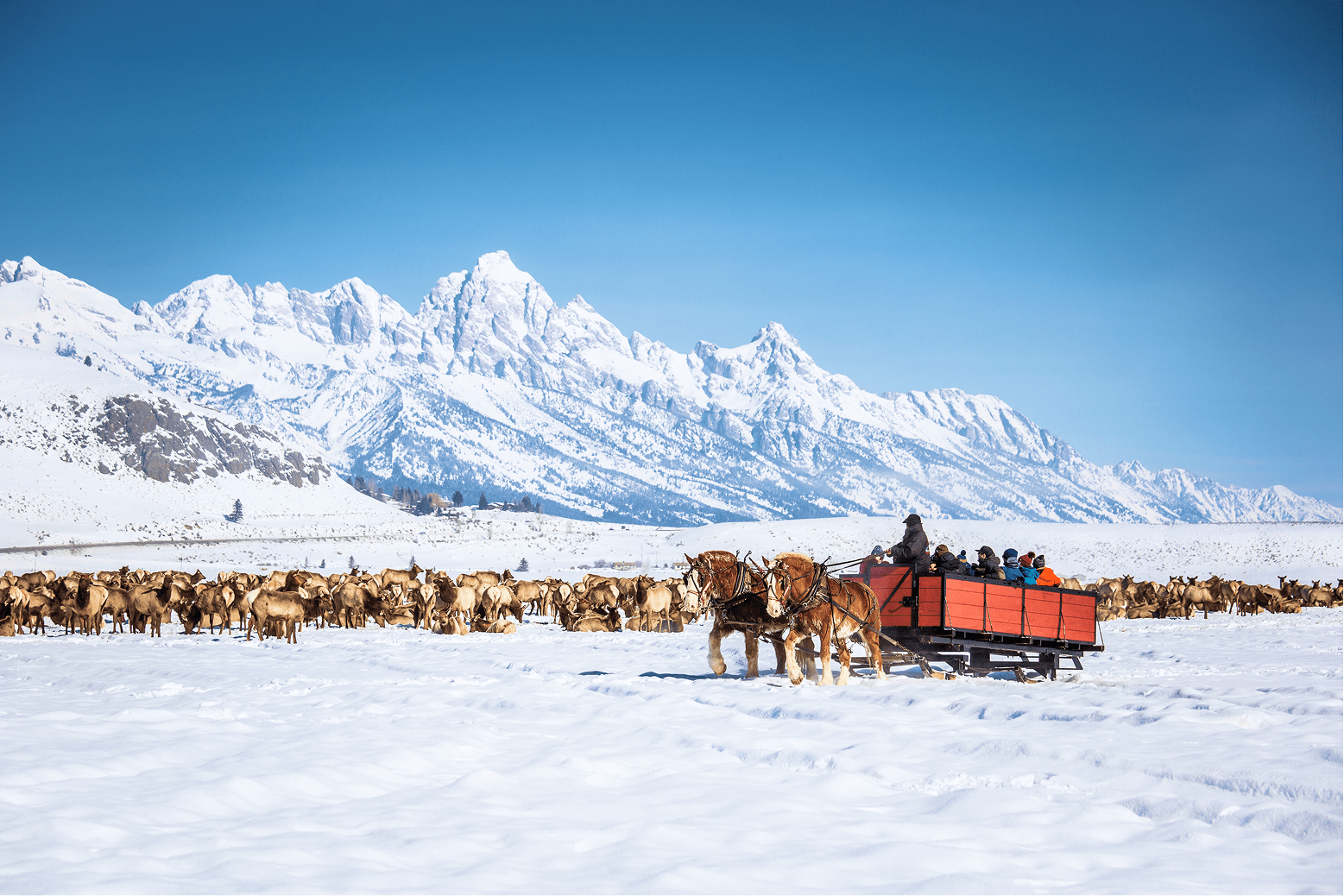 Herd of elk in national elk refuge in the winter