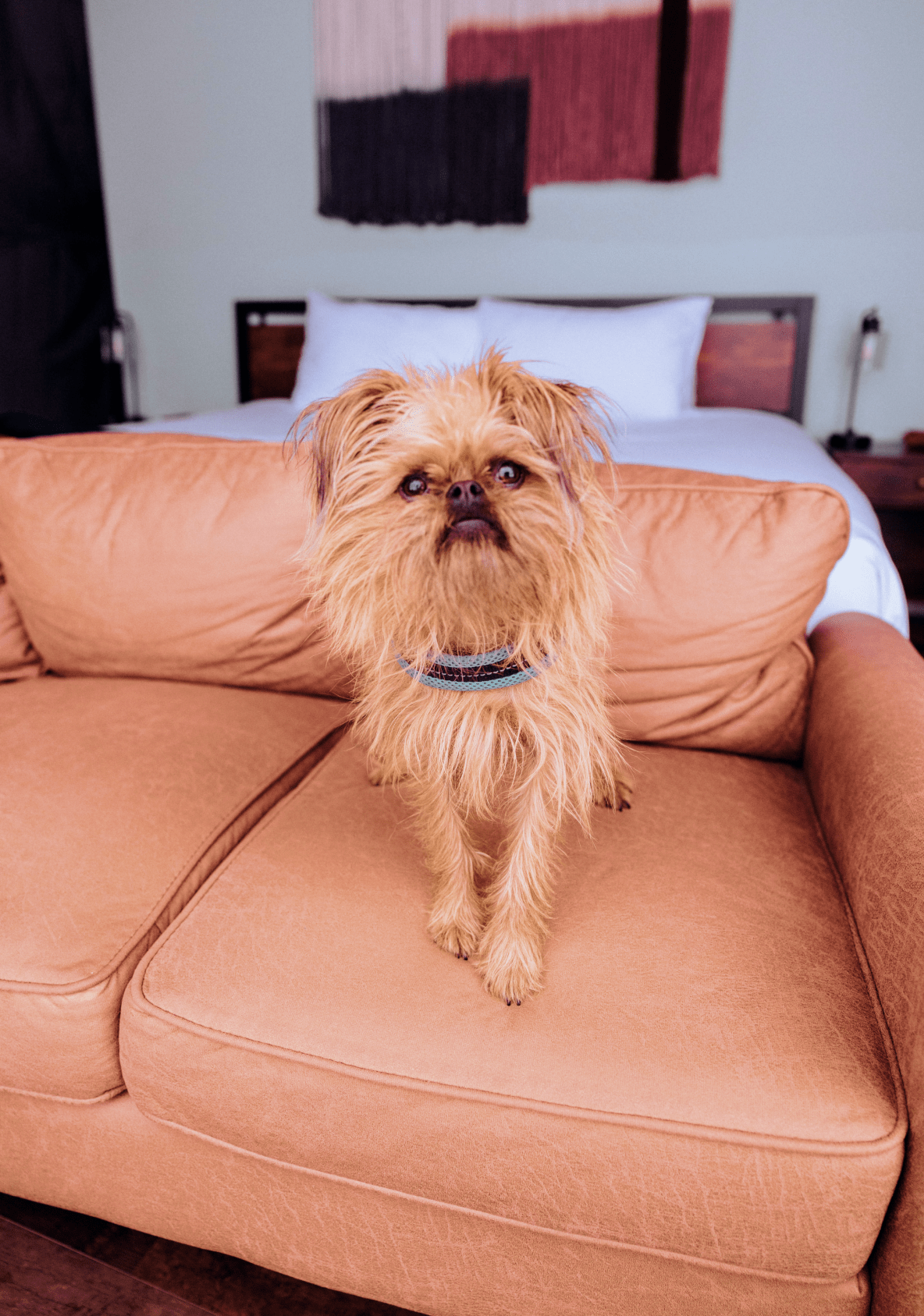 Bison in front of TA Moulton Barn in the Fall