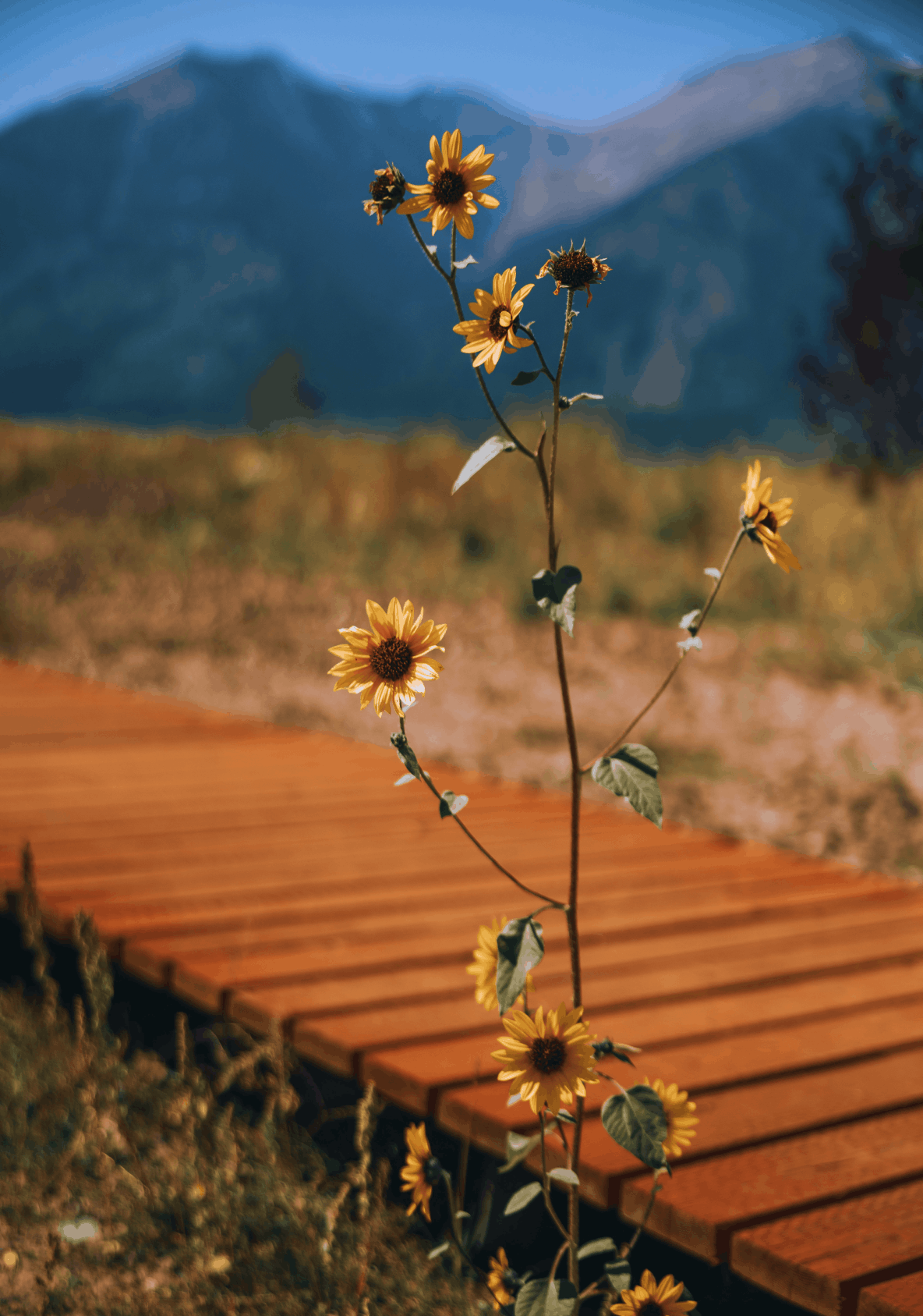 Toliet in bathroom of geodesic dome