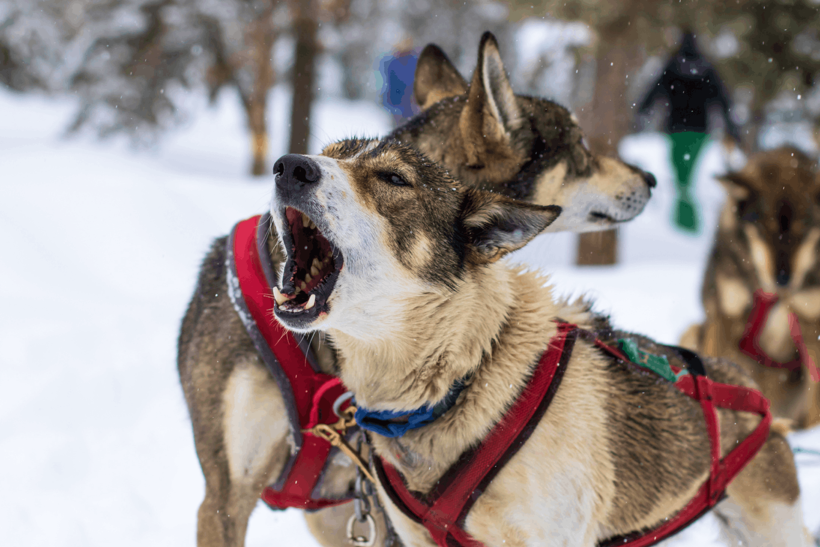 Stylish girl in front of Million Dollar Cowboy BarGroup of people hiking on a fall day