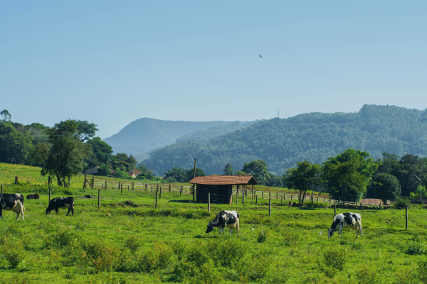 The Land Sector and Removals (LSR) Guidance Just Landed. Here's What It Means for Food and Beverage