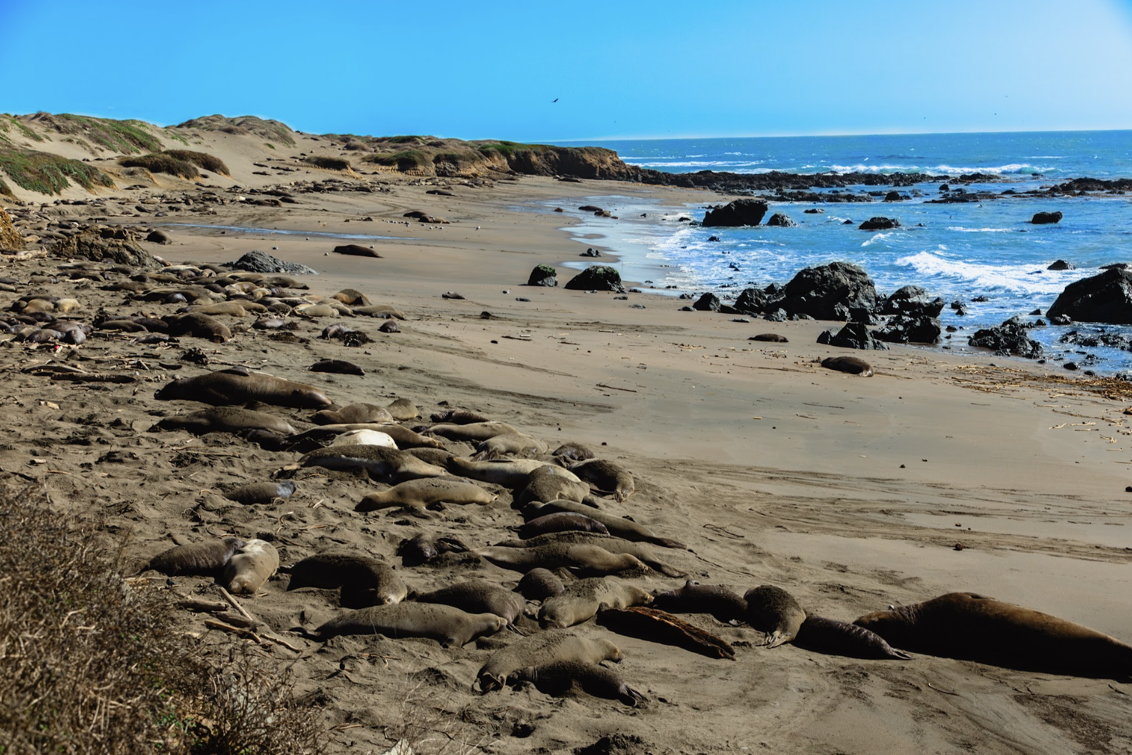 Elephant Seals