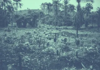 A black and white photo of palm trees.