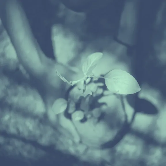 A person holding a plant in their hands.