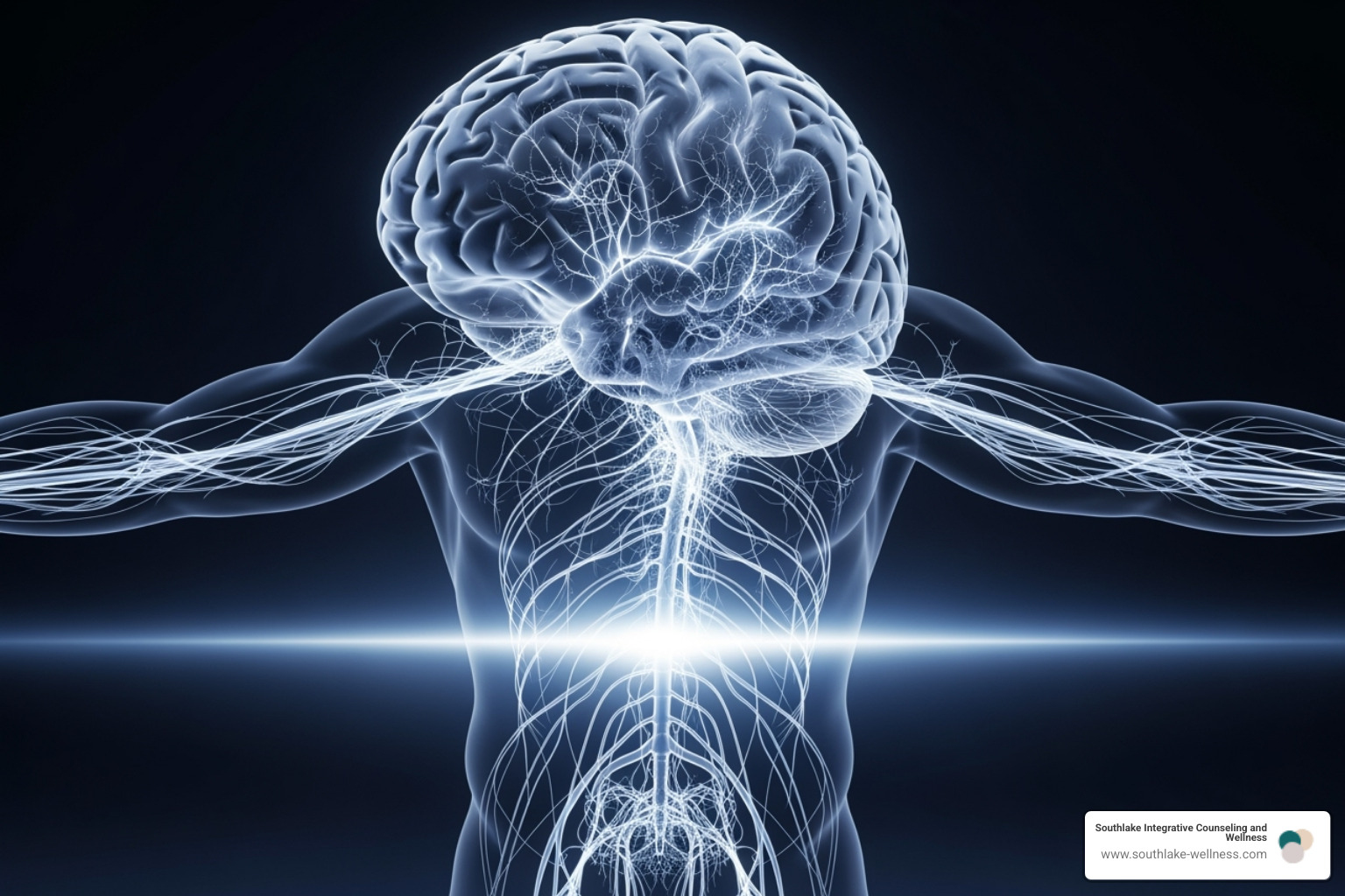 illustrating the connection between the brain and the body's nervous system - mind body wellness and massage therapy
