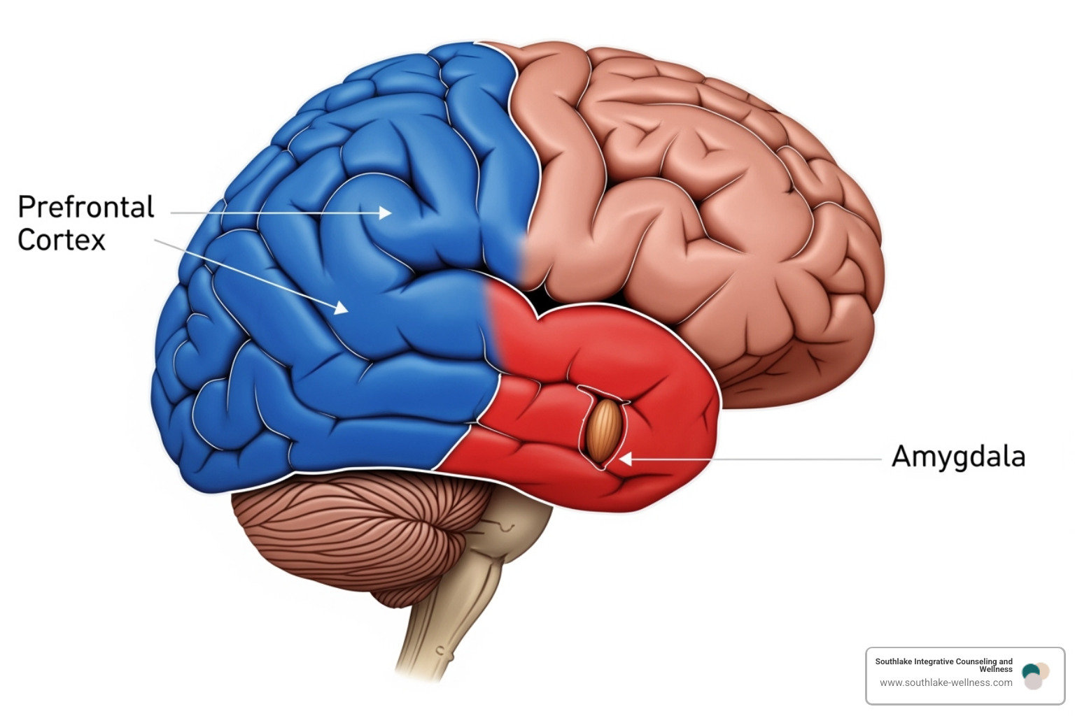 a brain diagram highlighting the prefrontal cortex and amygdala - Emotional regulation therapy