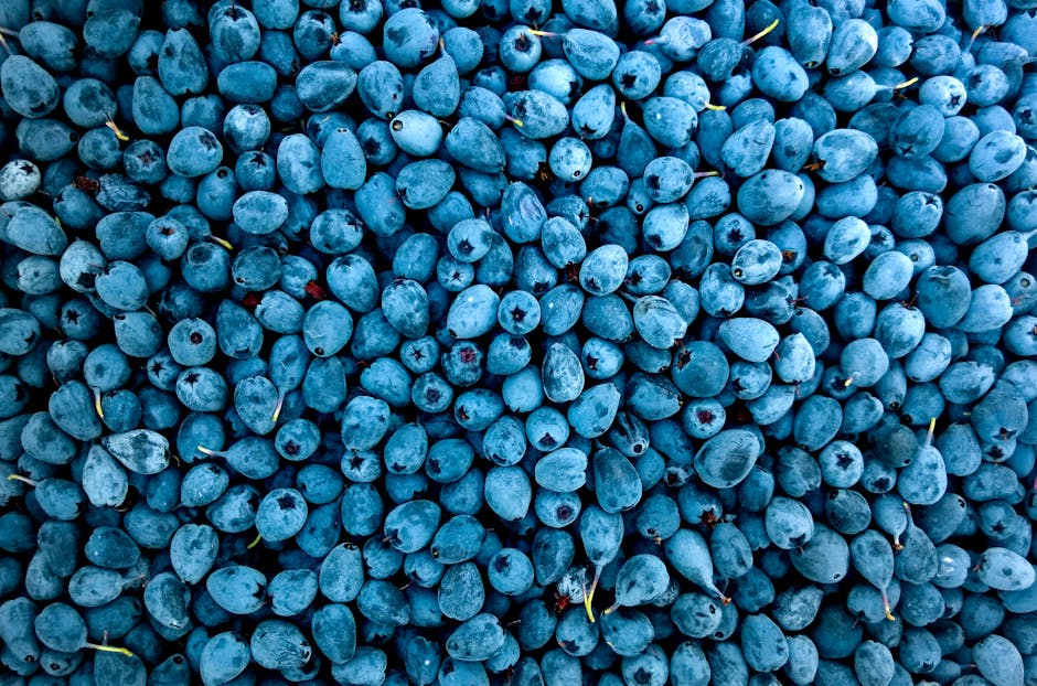 fresh blueberries - Diet for focus