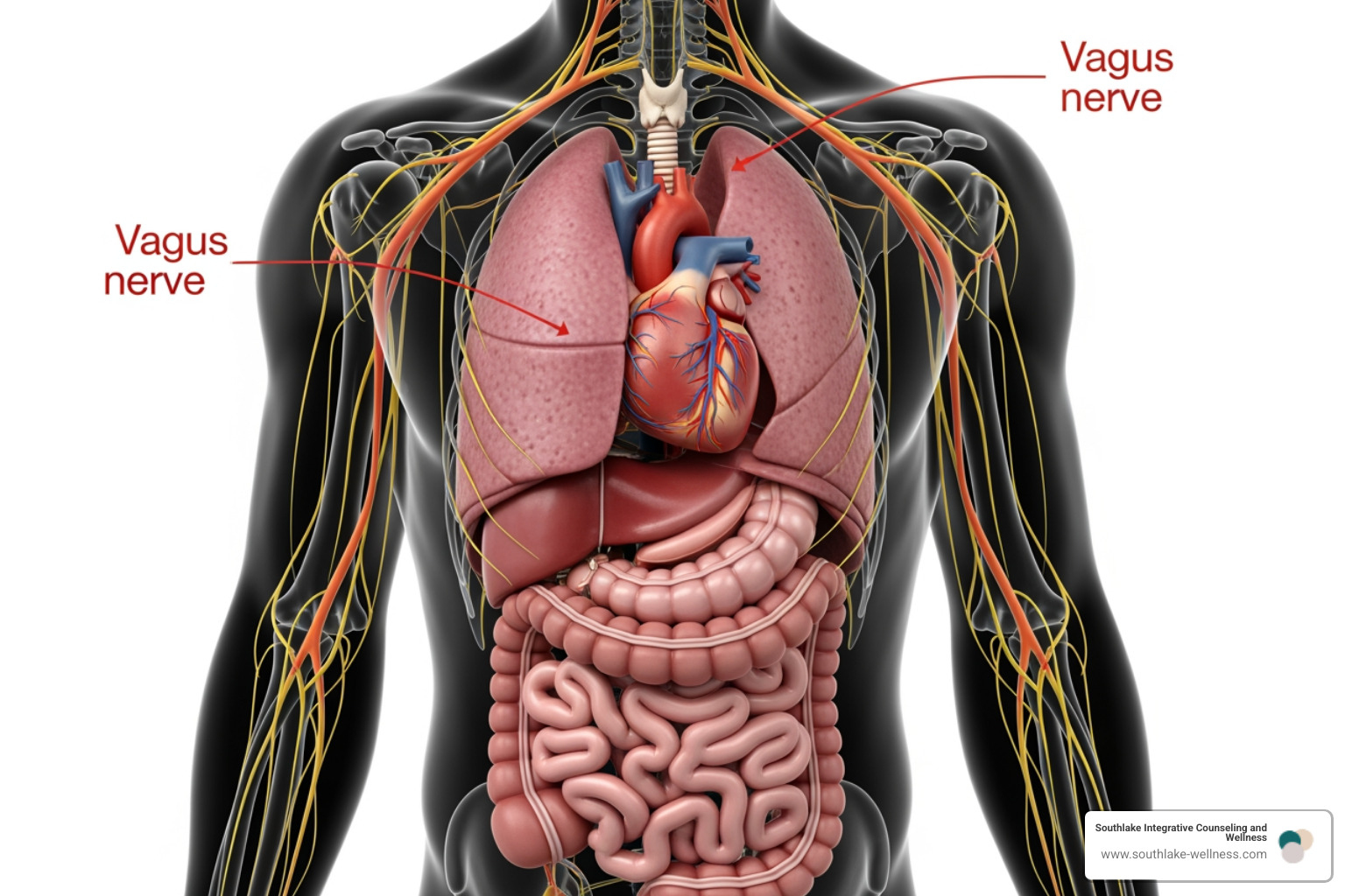 Illustration of the human nervous system highlighting the vagus nerve and its connection to major organs - body and mind therapeutic
