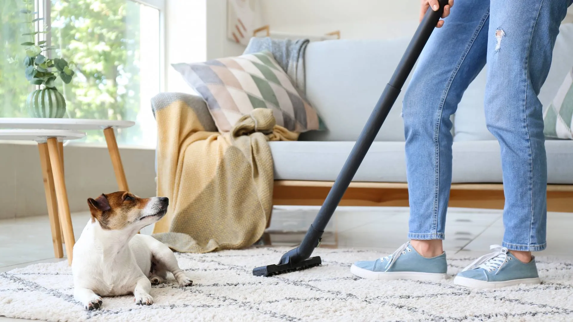 Person vacuuming a rug near a small dog lying beside a sofa with cushions and a blanket.