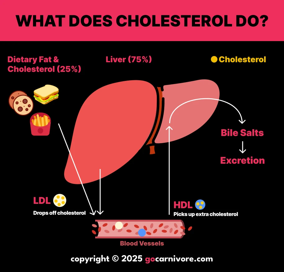 How to Lower Cholesterol on Carnivore Diet