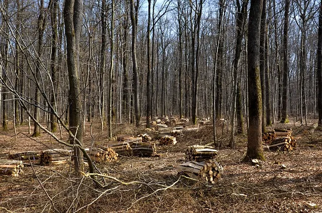 renewable energy, nature, wood