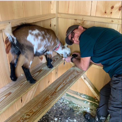 Julie caring for a goat