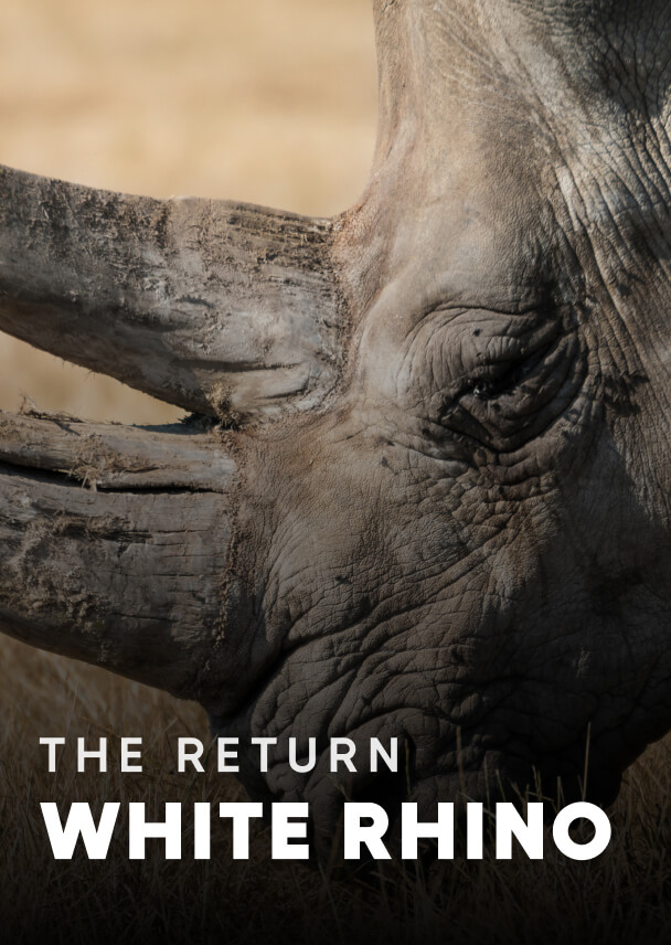 Documentary - Streaming X Webflow Template