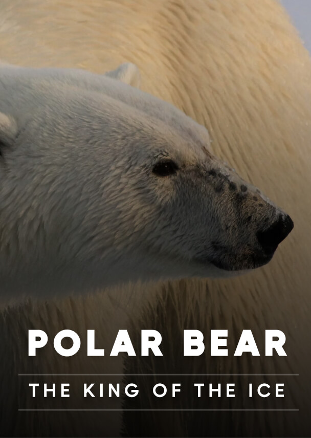 Documentary - Streaming X Webflow Template