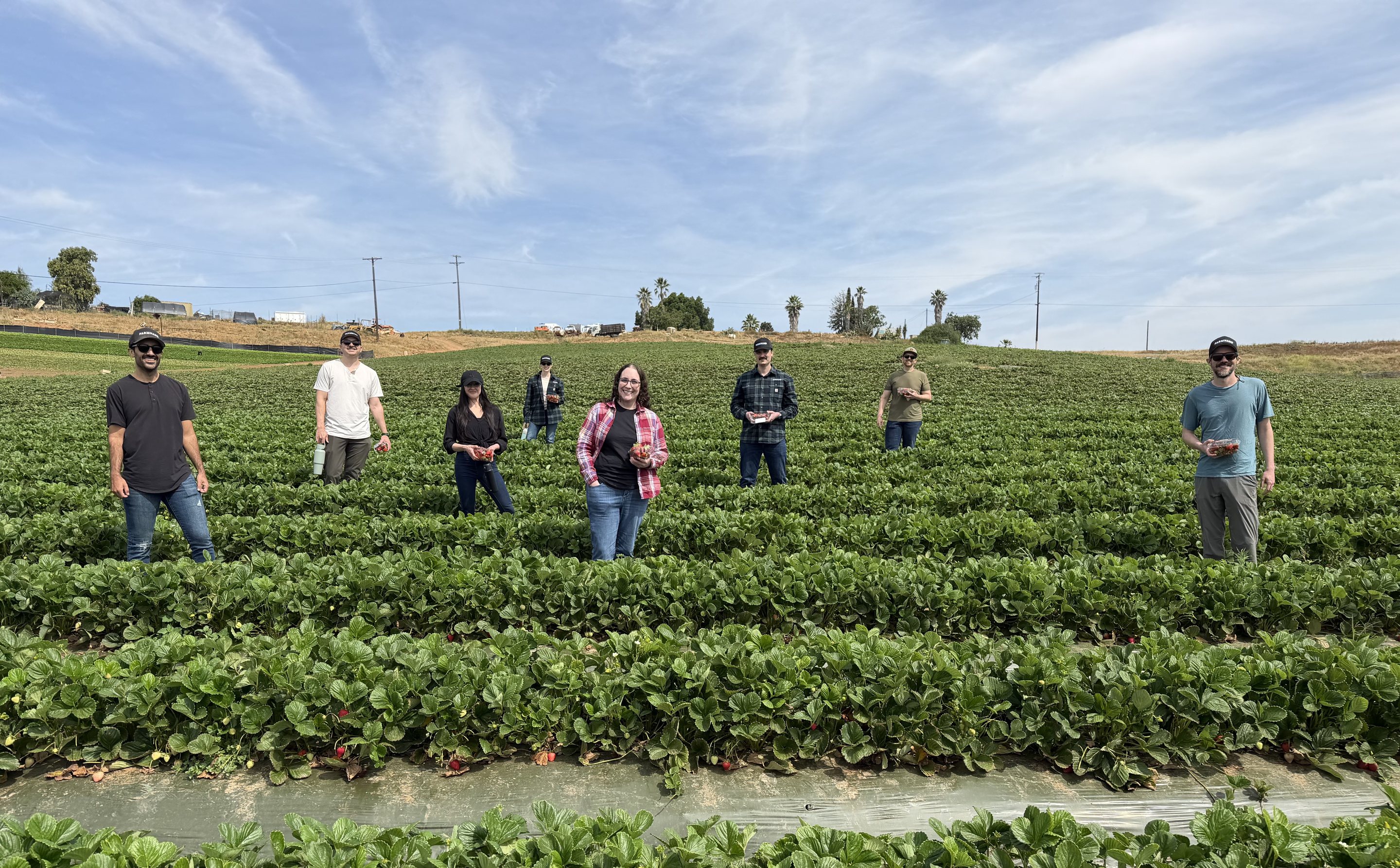 The Farmhand team standing in rows of a strawberry field, holding baskets of fresh-picked berries