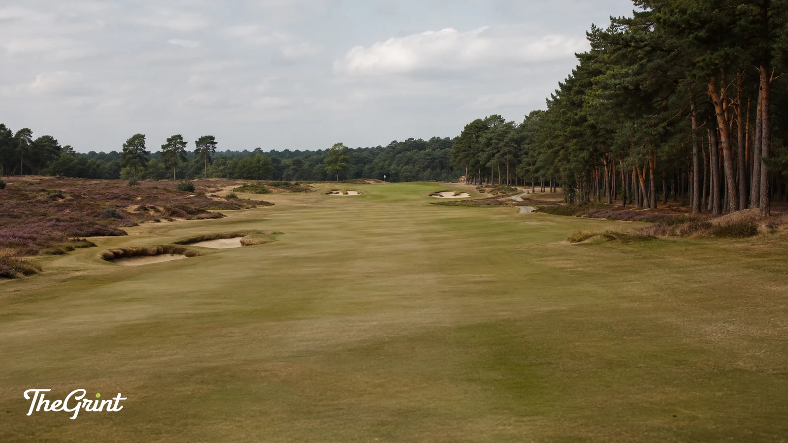 Heathland golf fairway lined with tall pines and bunkers