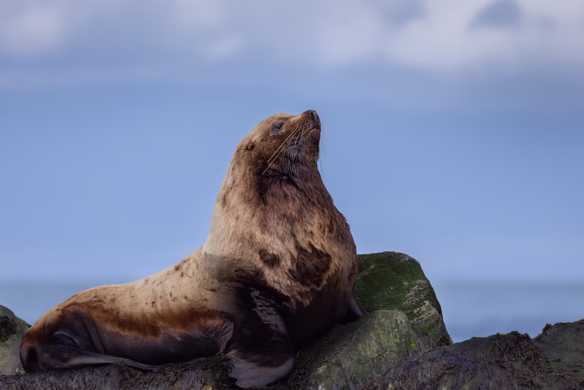 Sea Lion on Steveston Jetty