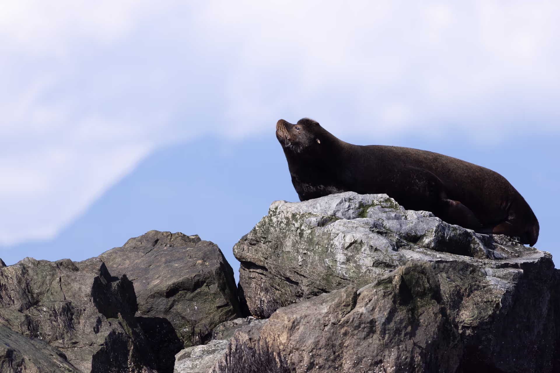 Californian Sea Lion resting near Steveston harbor
