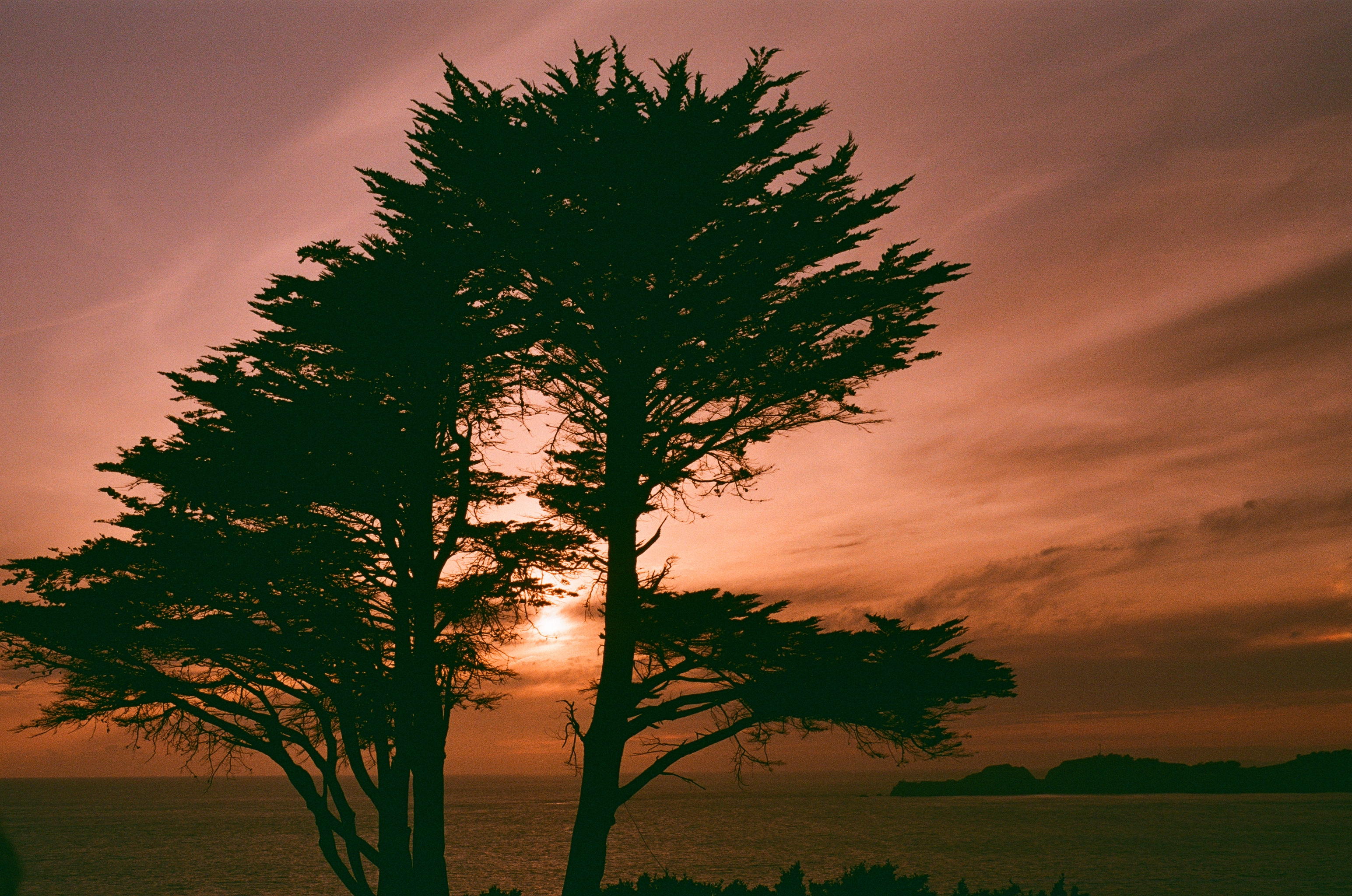 silhouette of a coastal tree shot on pink-toned dubble film
