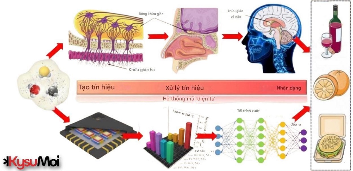 Mũi điện tử hoạt động như thế nào?