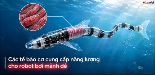 Các tế bào cơ cung cấp năng lượng cho robot bơi mảnh dẻ