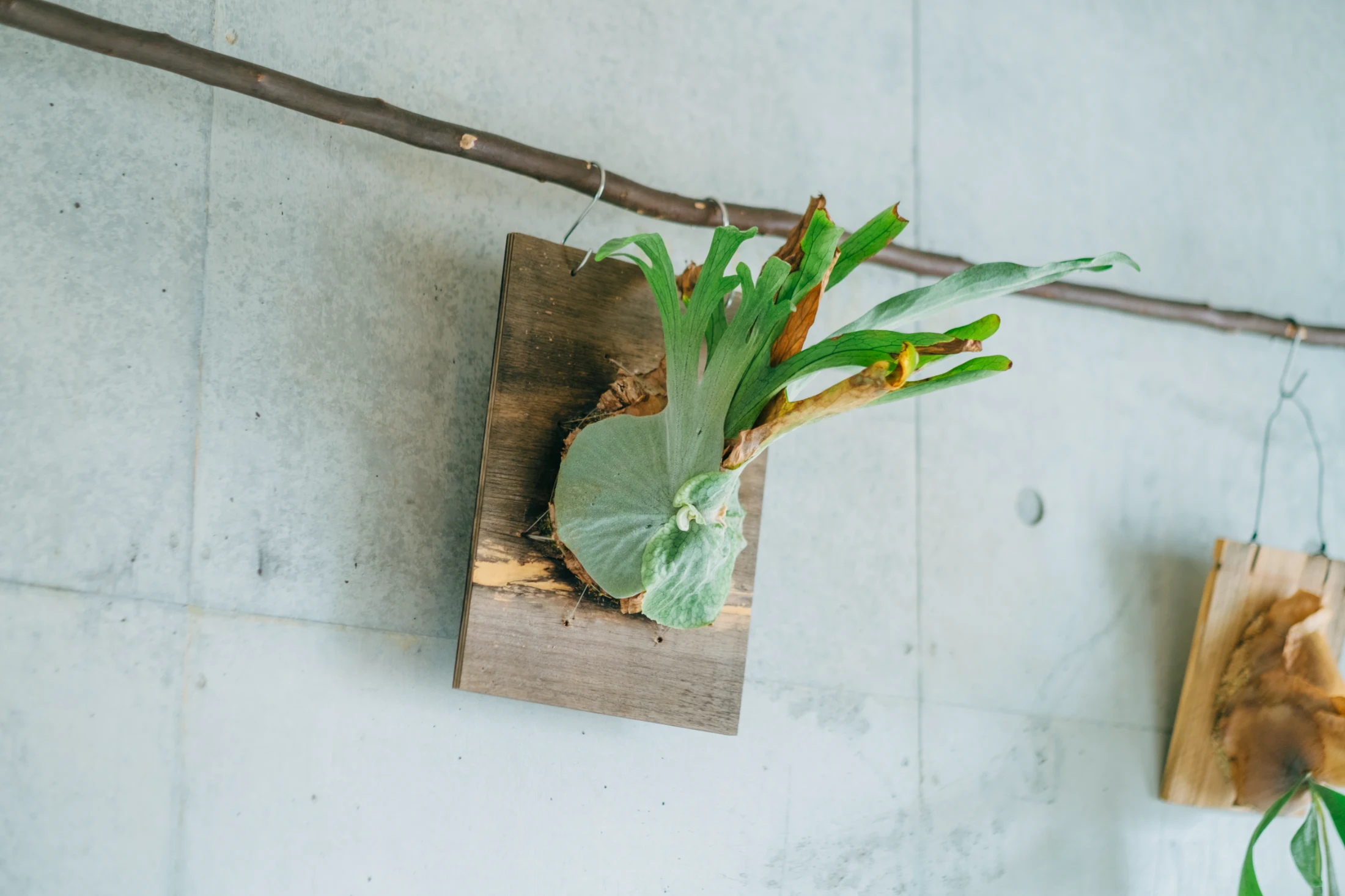 A staghorn fern in Aya and Sho's former rental. Image: Tsubottle for Roomie.jp.