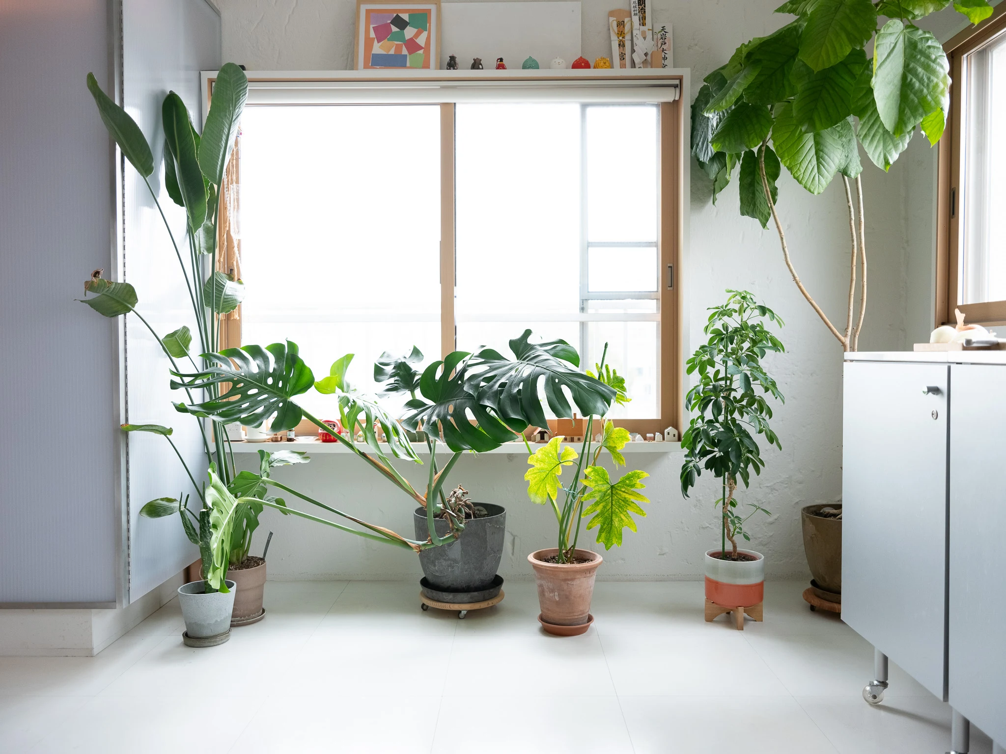 Happy plants in Somo Somo House designed by Takeshi Okadi of Takato + Okadi Architectural Studio (MAO Tran. See page 84).