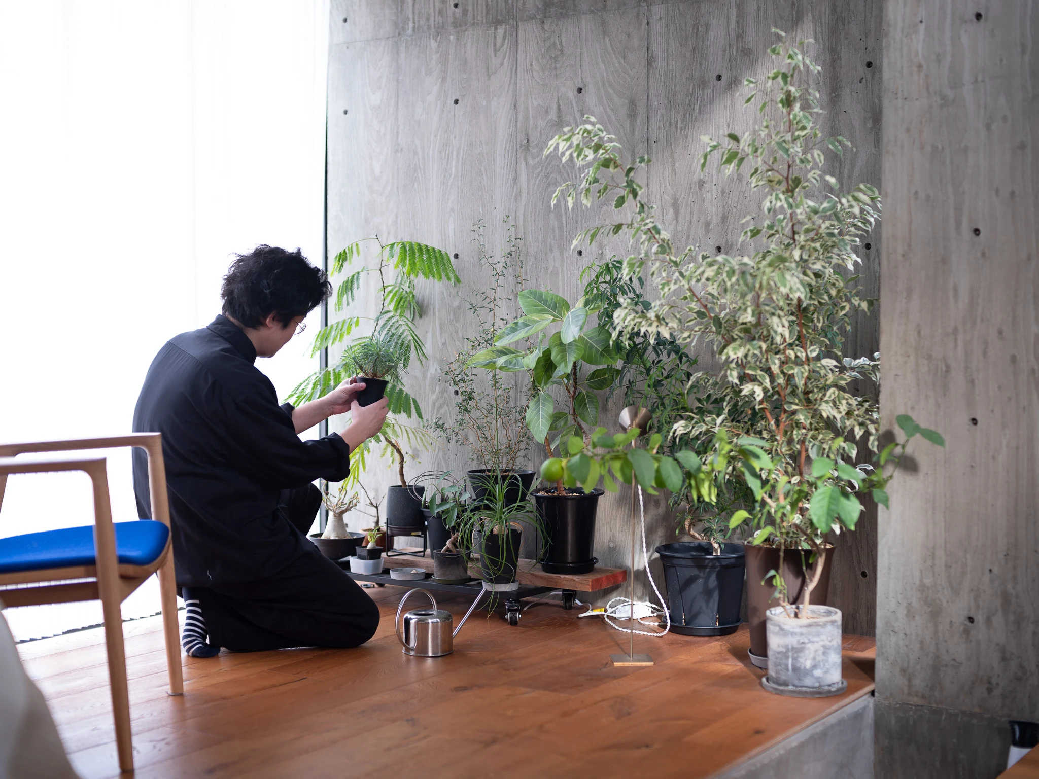 (BELOW) Masato Igarashi keeps his collection of house plants on a platform with castors to allow him to easily relocate them to where the conditions are most favourable (see page 38).