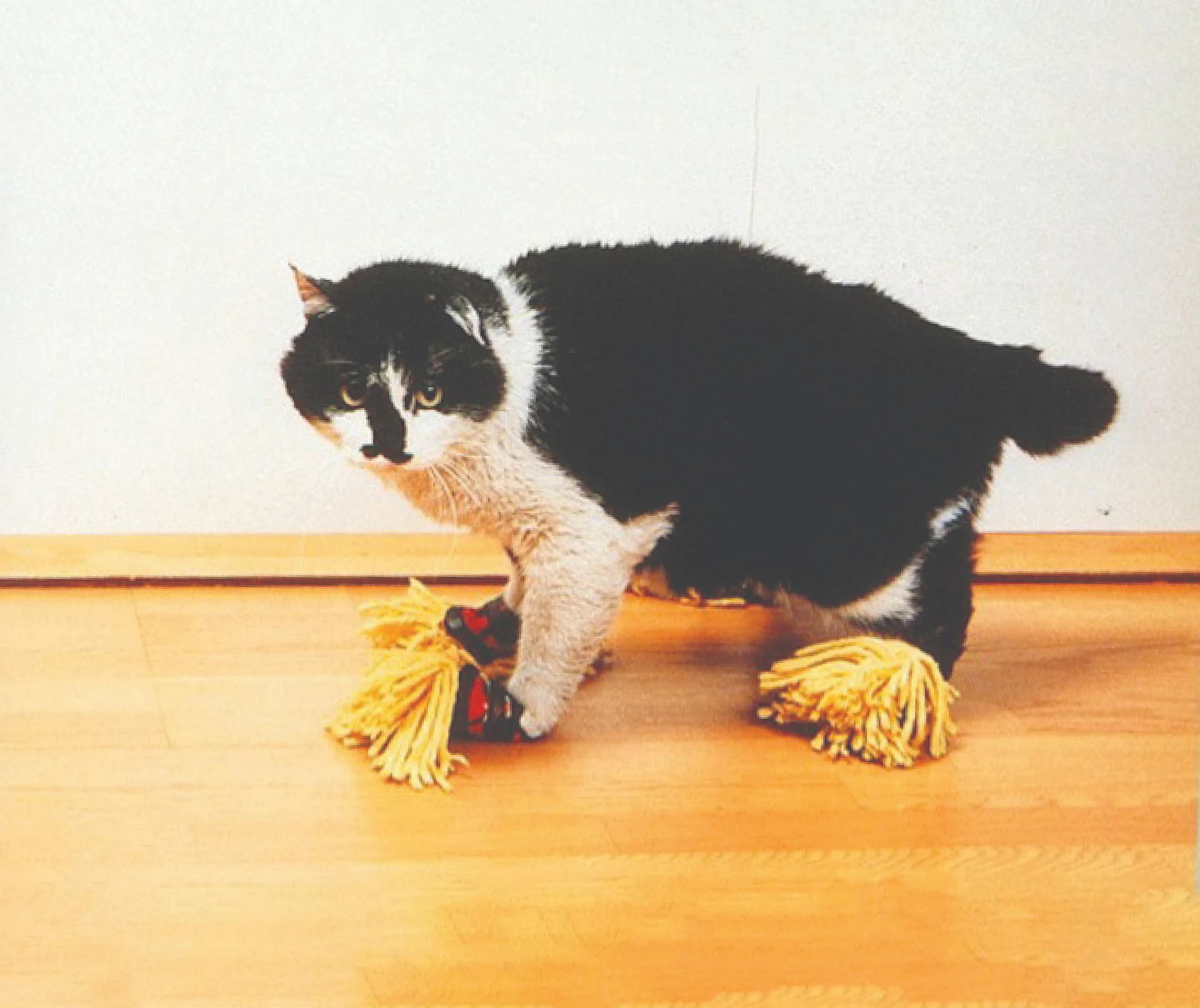 The Cat Mop