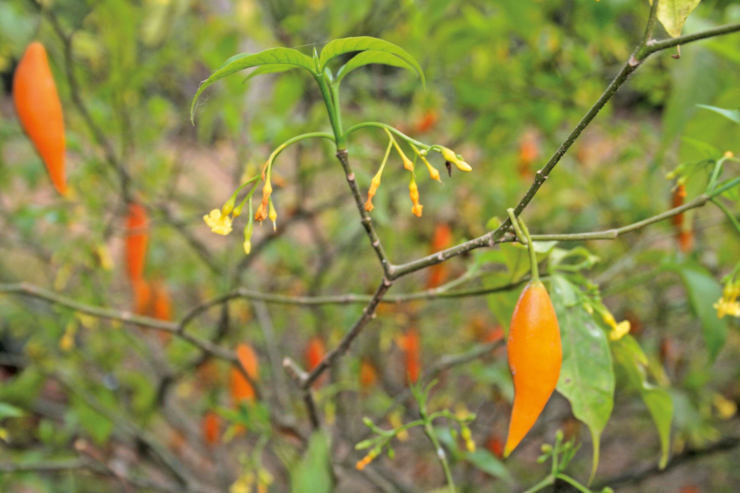 Is Iboga Legal? Complete Country-by-Country Guide (2026) - Bwiti House Iboga retreat