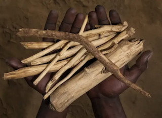 The Role of Iboga in Cultural & Environmental Sustainability - Bwiti House Iboga retreat