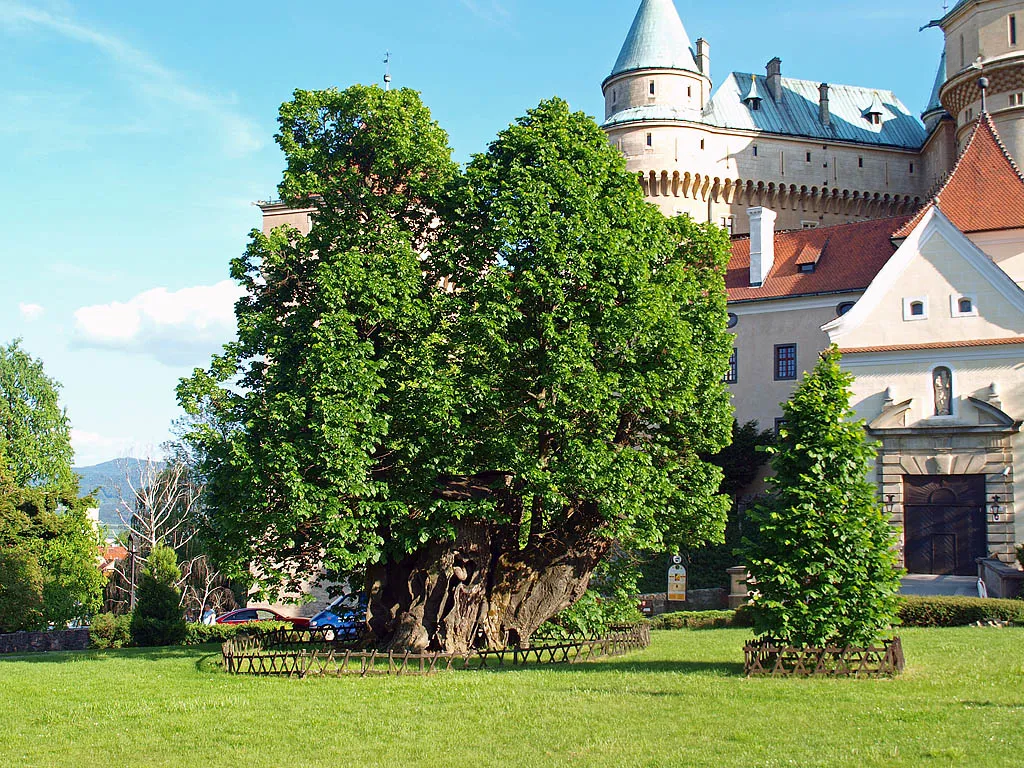 Lipa: Vlastnosti dreva, symbolika a využitie